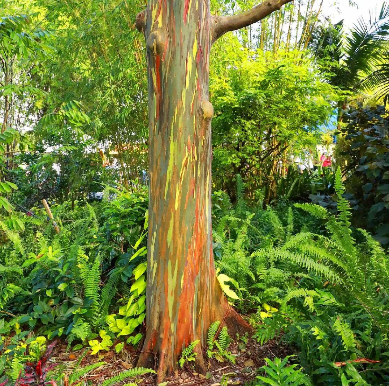 Mindanao Gum, Rainbow Eucalyptus – Eucalyptus Deglupta