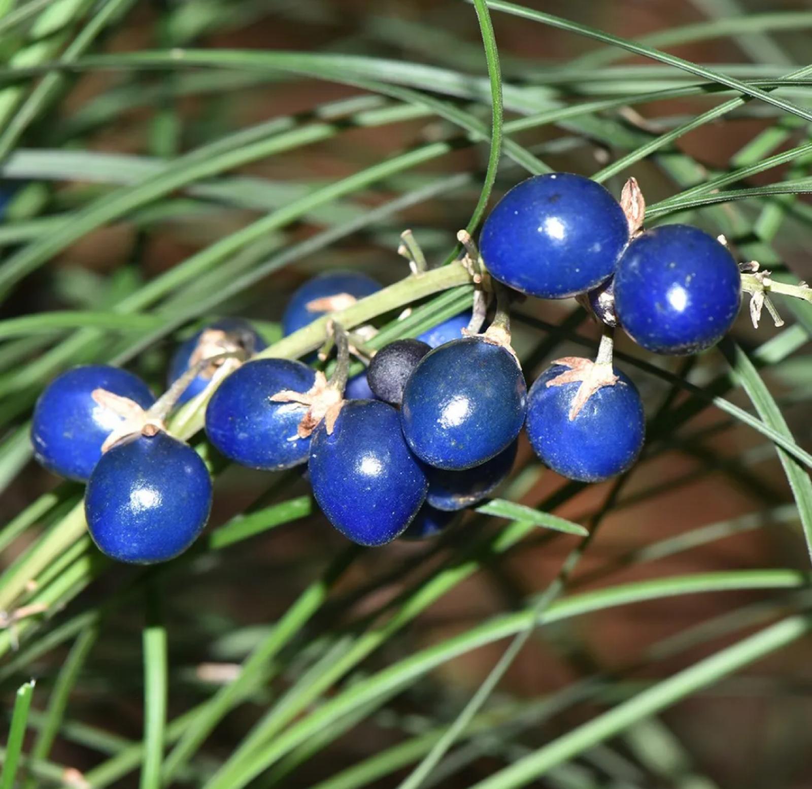 Mondo Grass, Lilyturf – Ophiopogon Japonicus