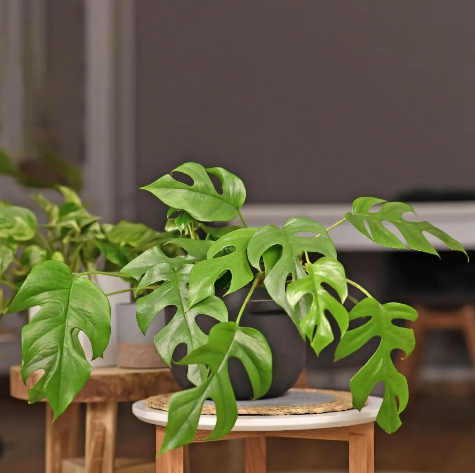 Monstera 'Ginny'  Rhaphidophora Tetrasperma  Plants Miami