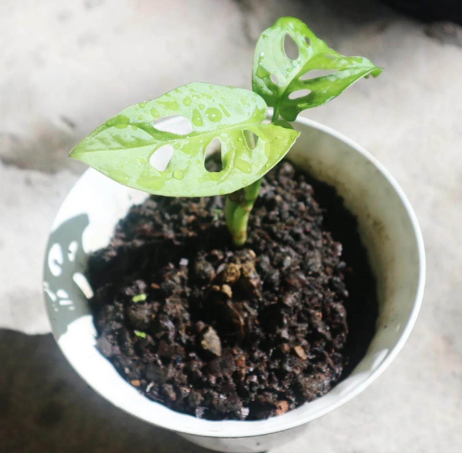 Monstera Plant, Swiss Cheese Philodendron – Monstera Adansonii