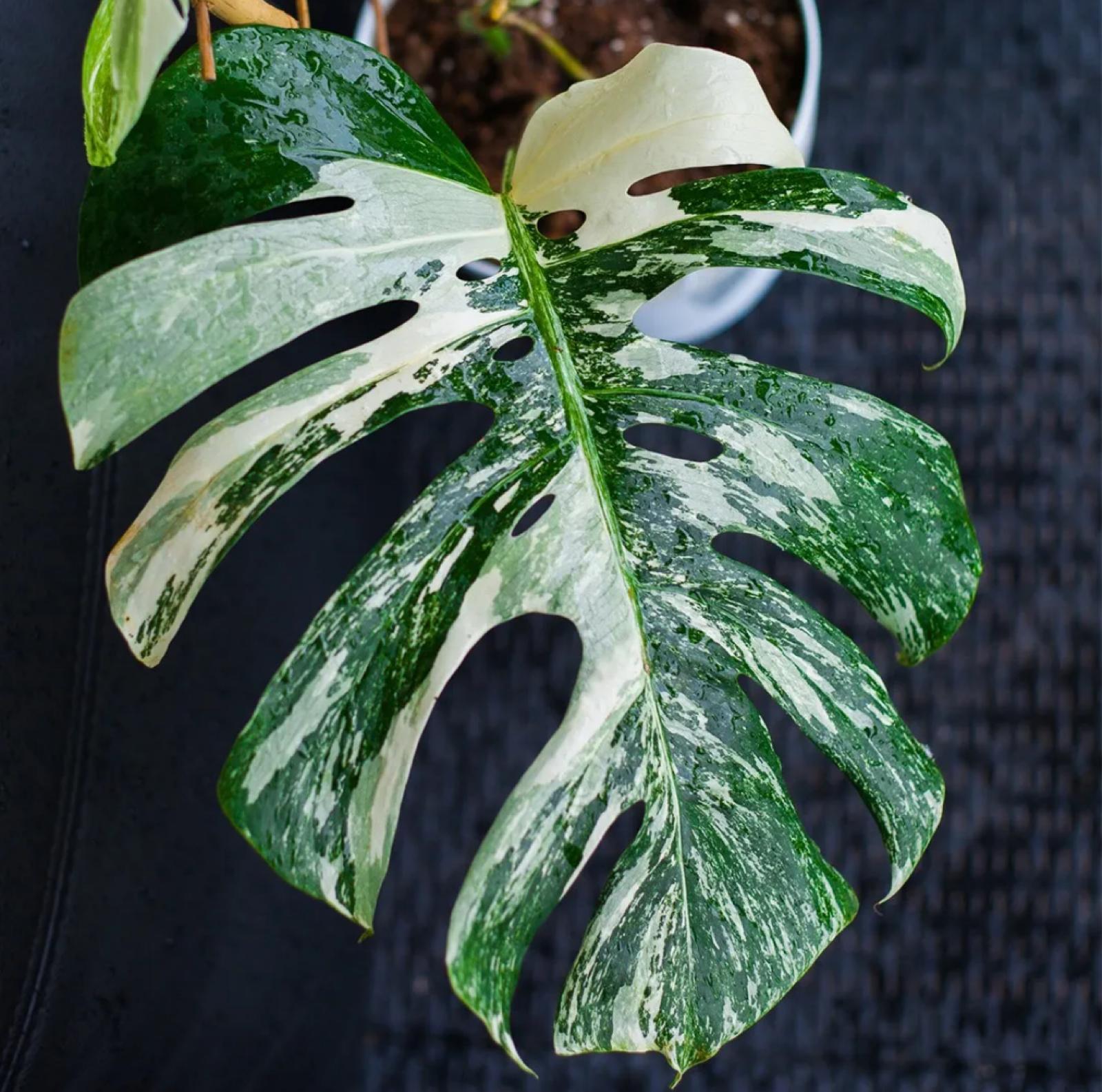 Monstera – Monstera Deliciosa
