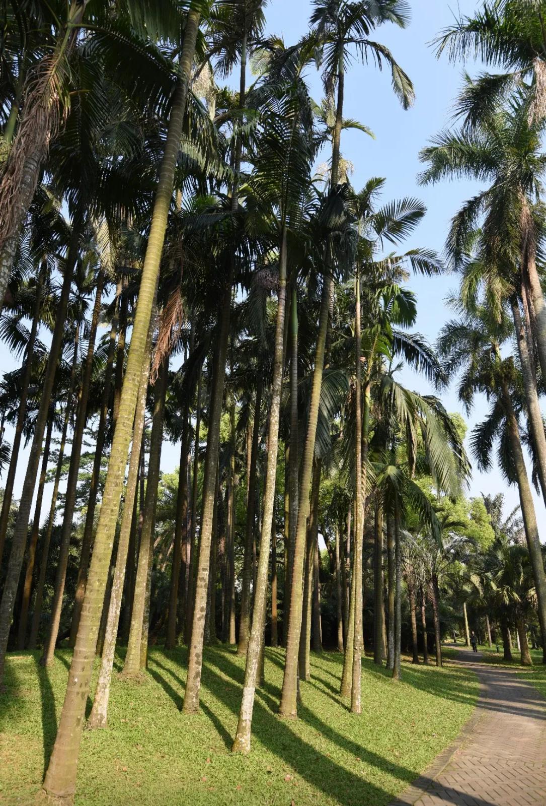 Montgomery Palm – Veitchia Arecina