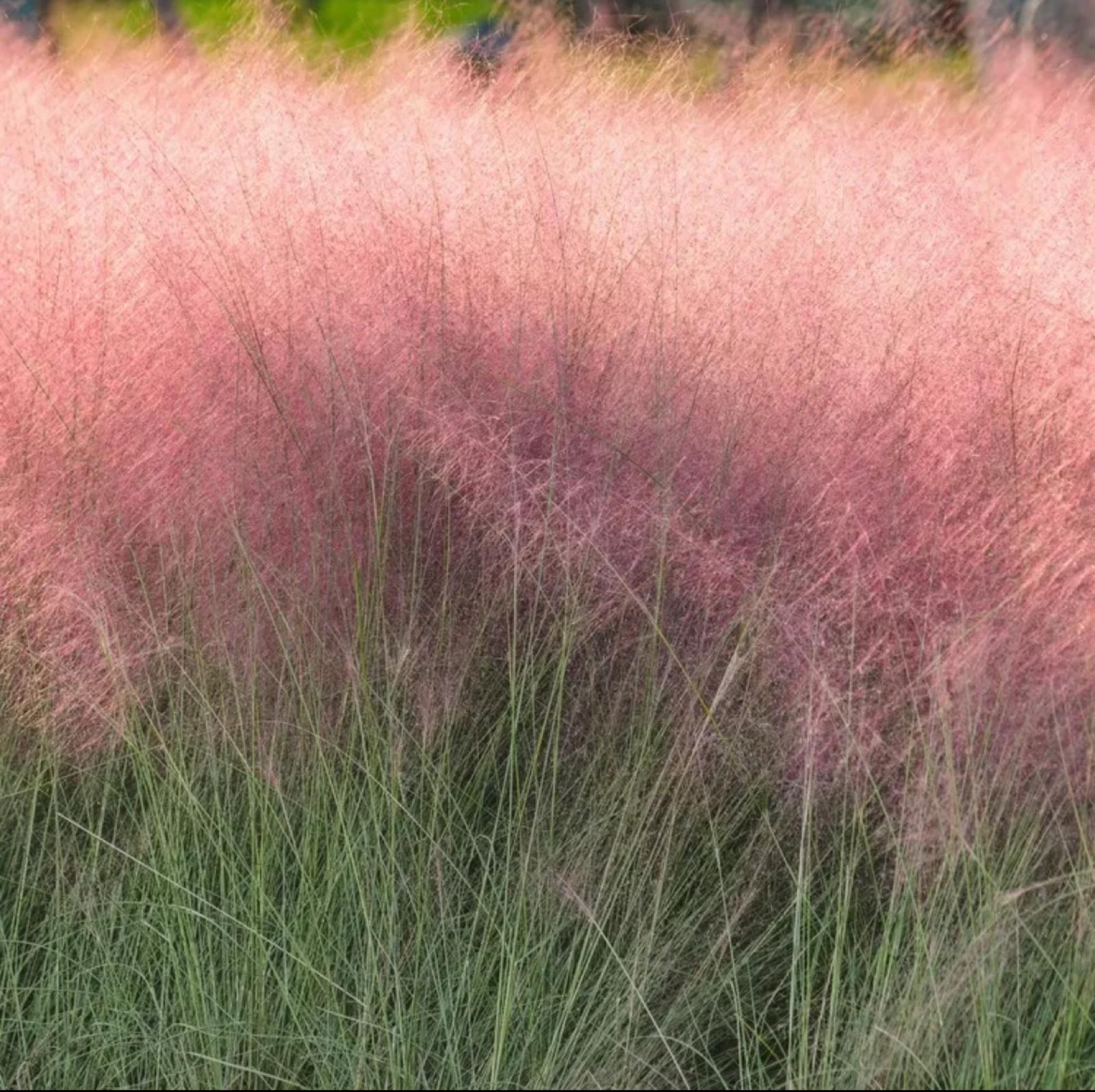 Muhlygrass, Hairawn Muhly – Muhlenbergia Capillaris