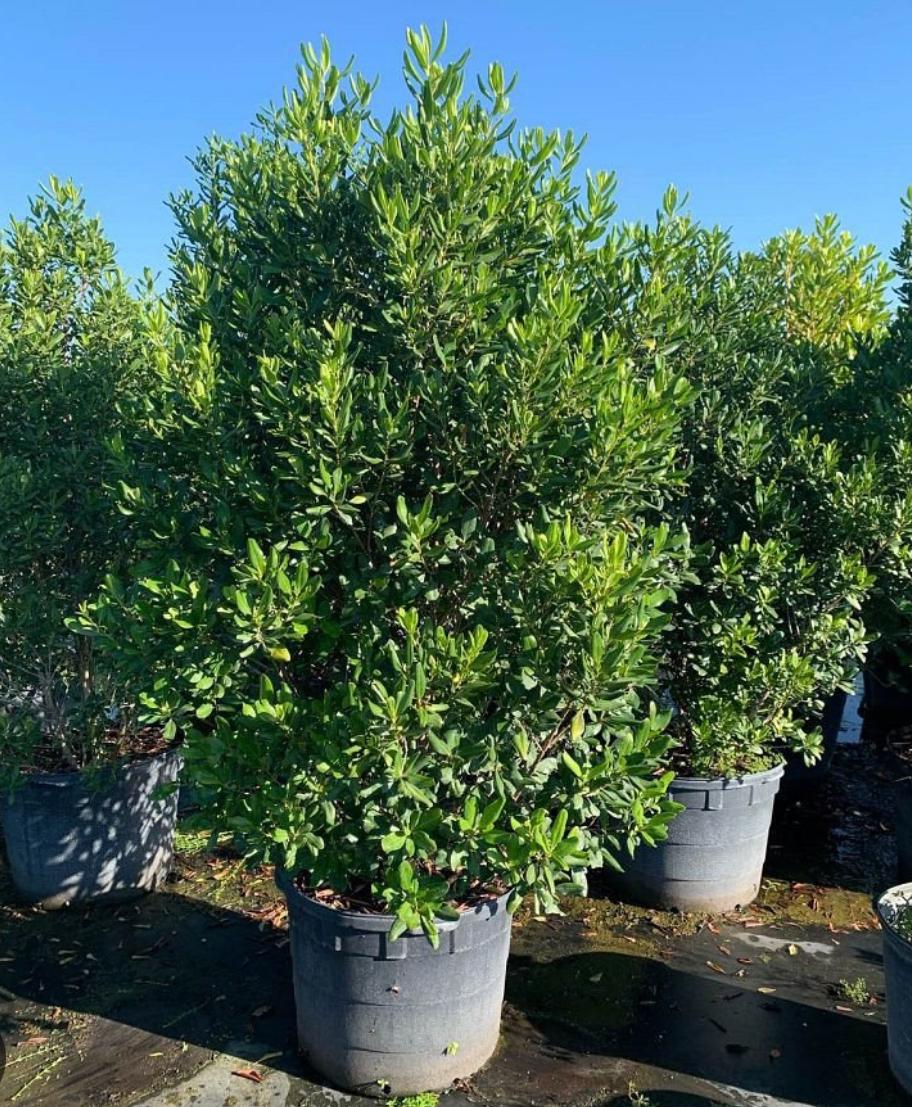 Myrsine, Colicwood – Myrsine Cubana