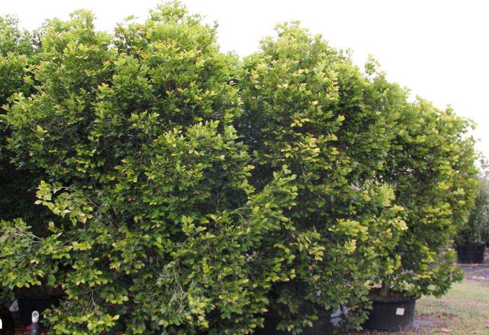 Myrtle-Of-The-River – Calyptranthes Zuzygium