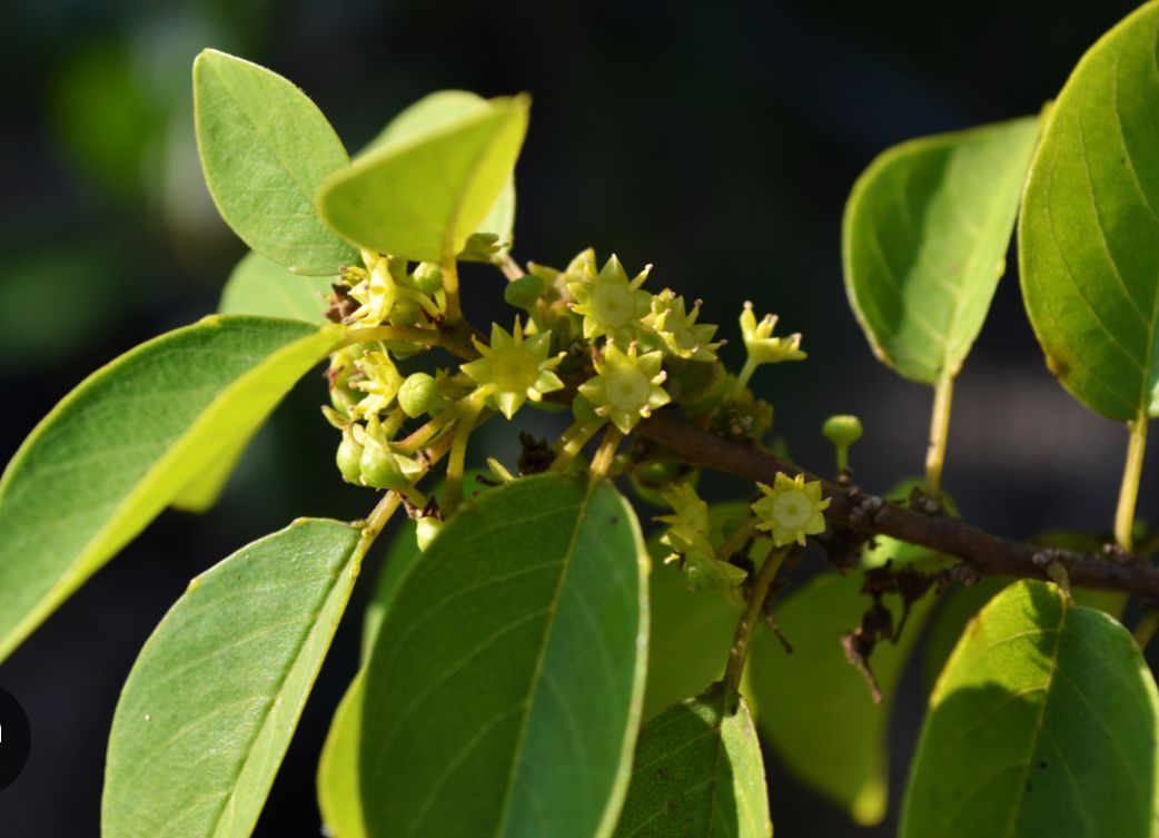Nakedwood, Soldierwood – Colubrina Elliptica