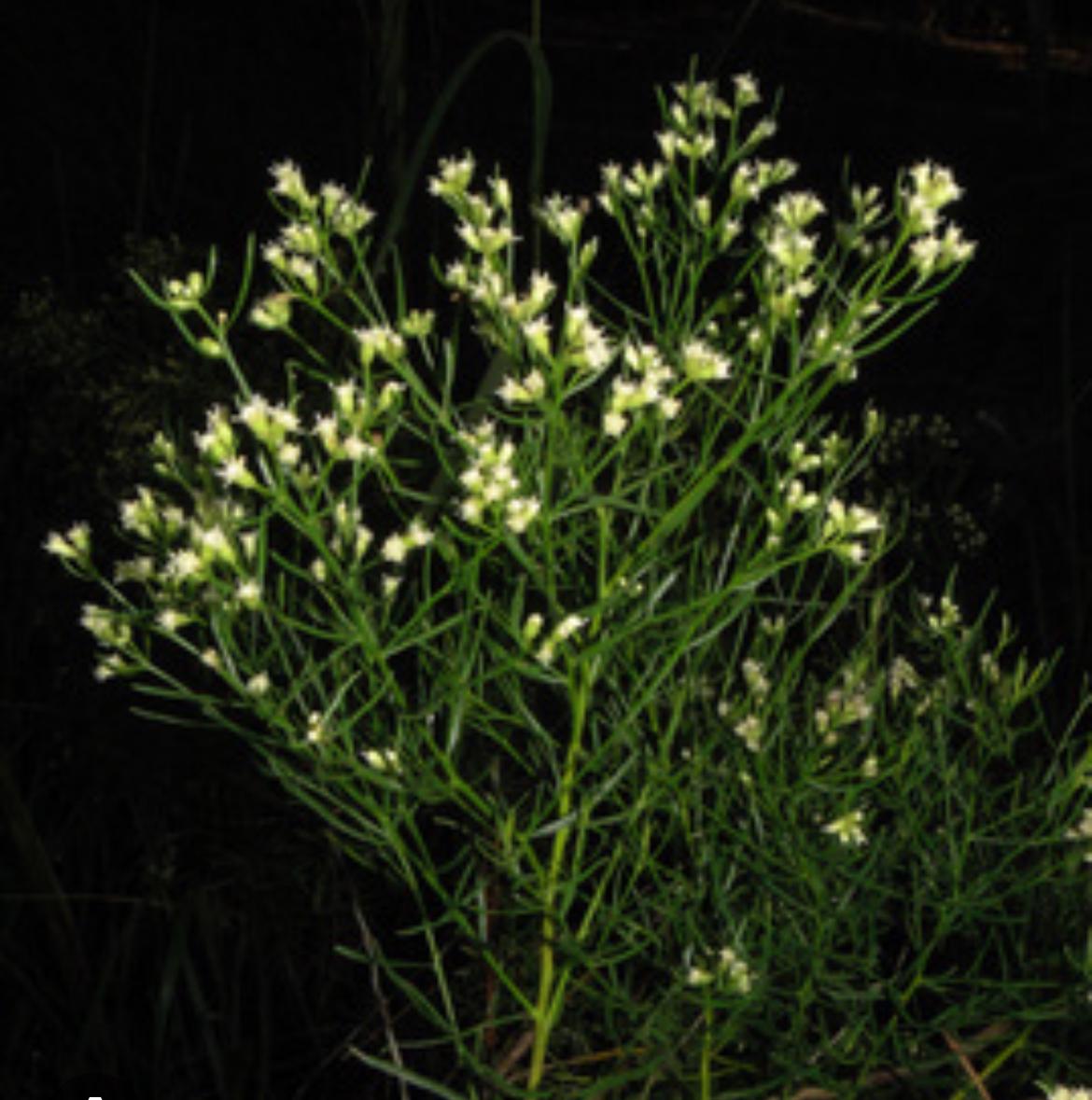 Narrowleaved Groundsel, Saltwater Falsewillow – Baccharis Angustifolia