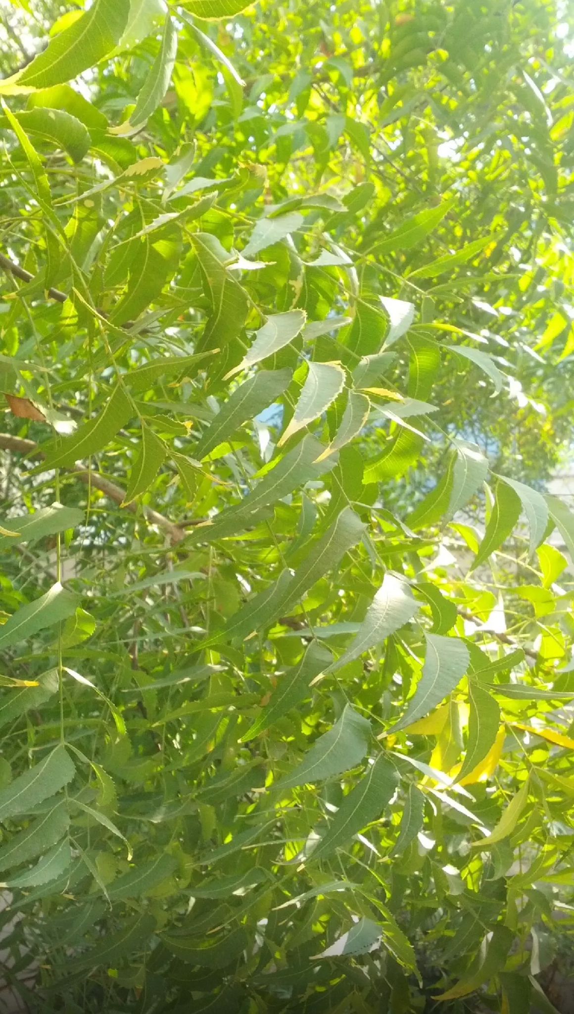 Neem Tree, Indian Lilac – Azadirachta Indica