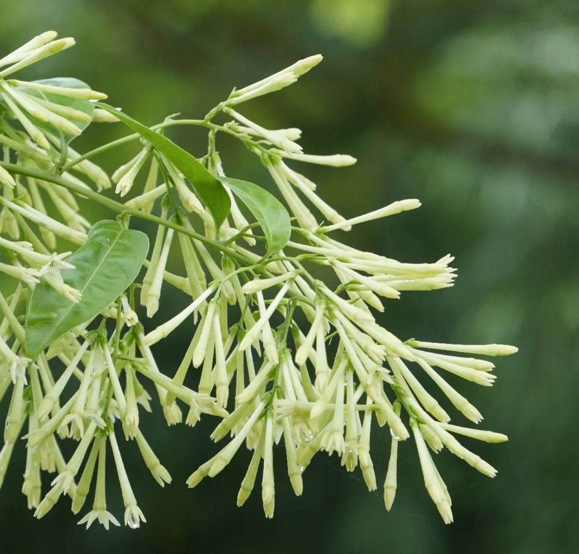 Night Blooming Jasmine – Cestrum Nocturnum