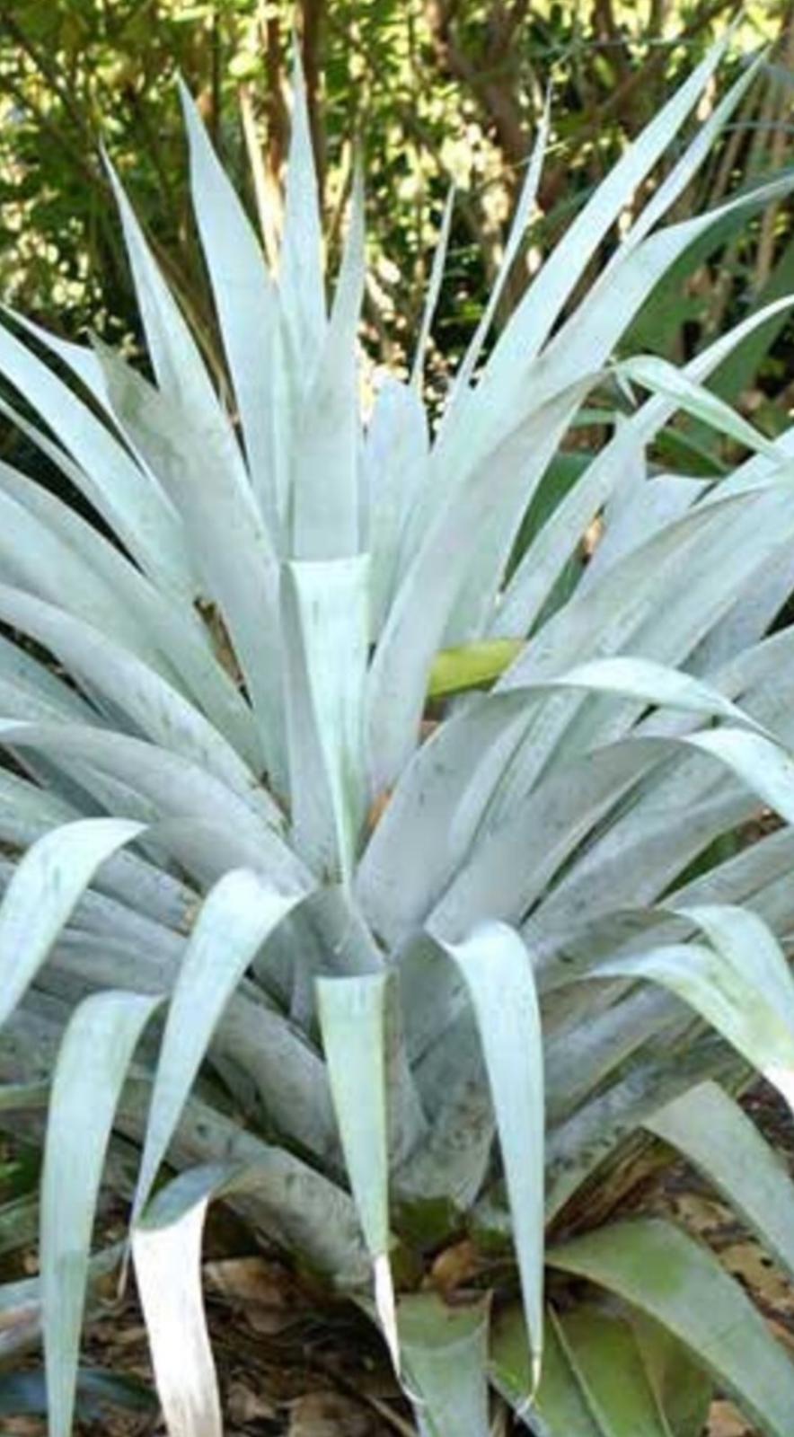 Odorata Bromeliad – Alcantarea Odorata