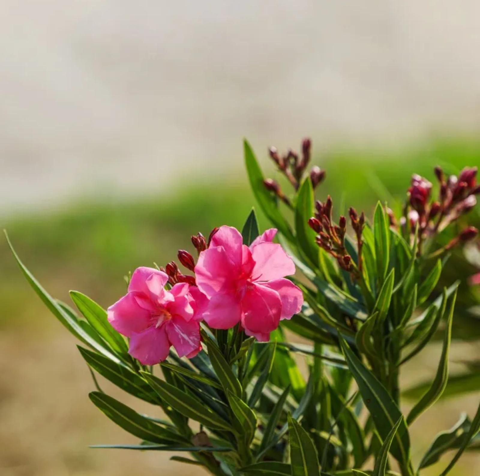 Oleander – Nerium Oleander