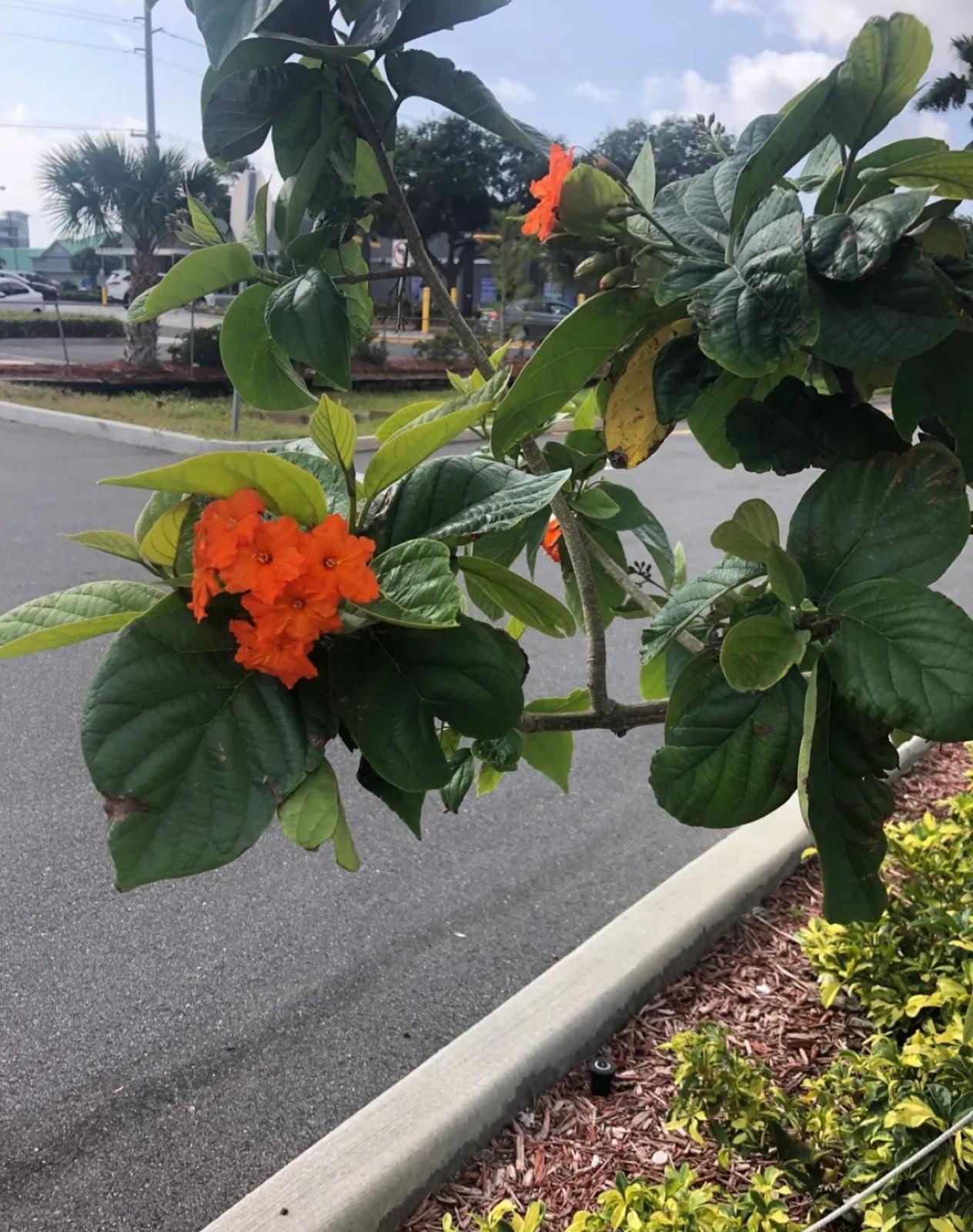 Orange Geigertree, Largeleaf Geigertree – Cordia Sebestena