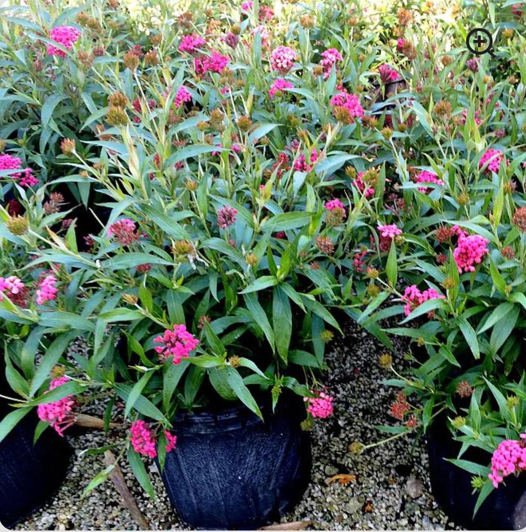 Panama Rose – Rondeletia Leucophylla