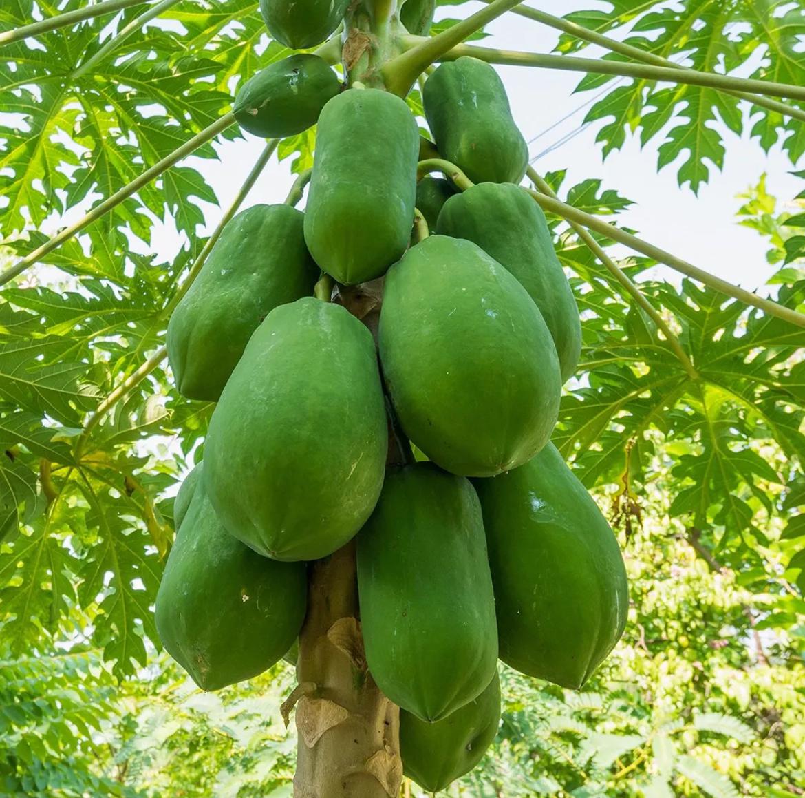 Papaya, Pawpaw – Carica Papaya