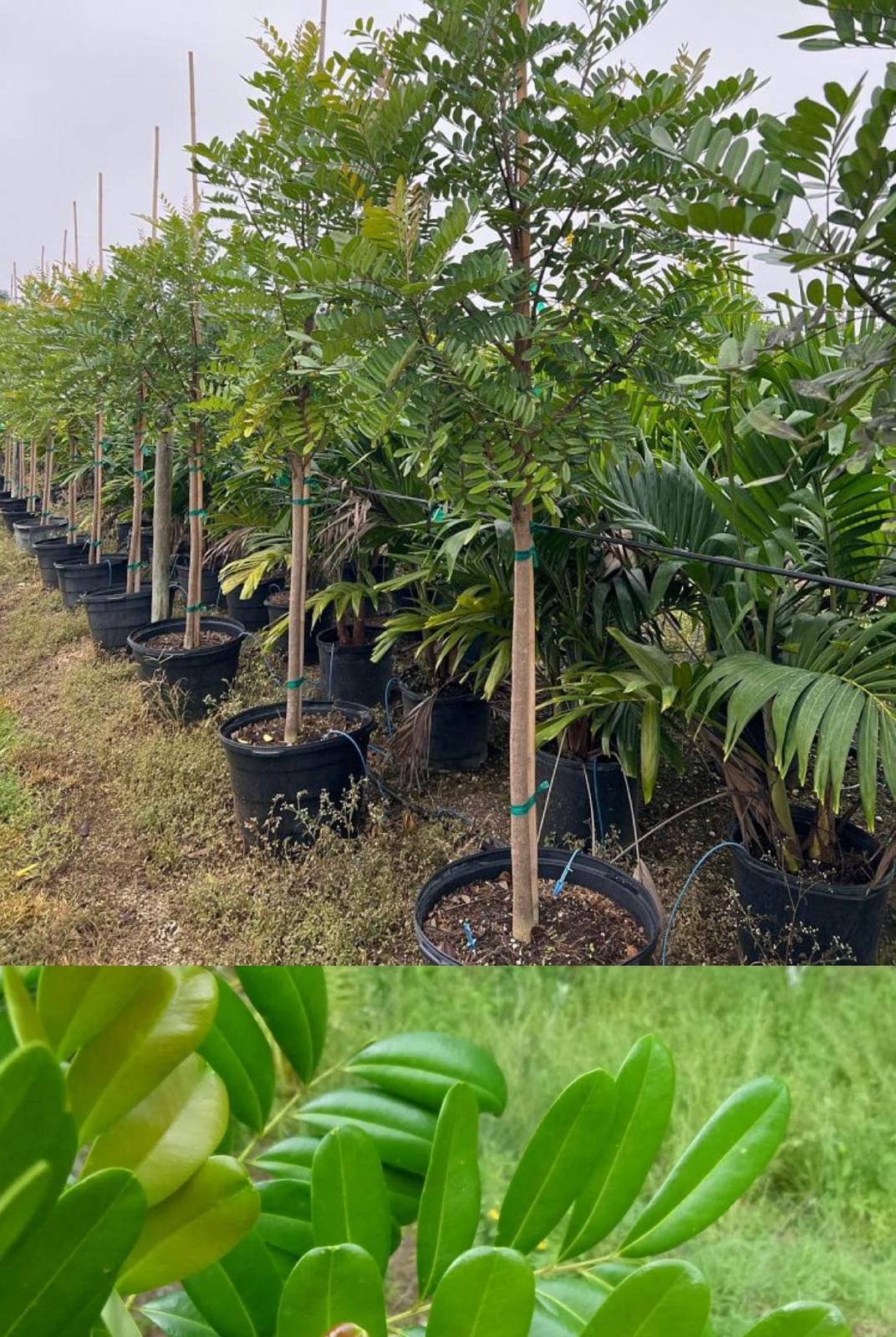 Paradisetree – Simarouba Glauca