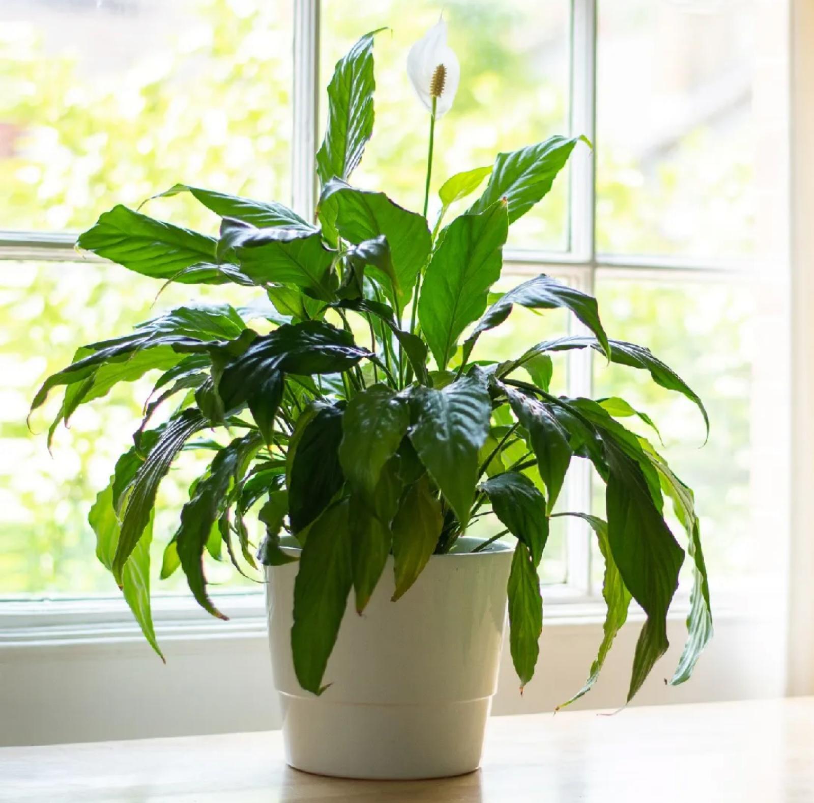 Peace Lily – Spathiphyllum