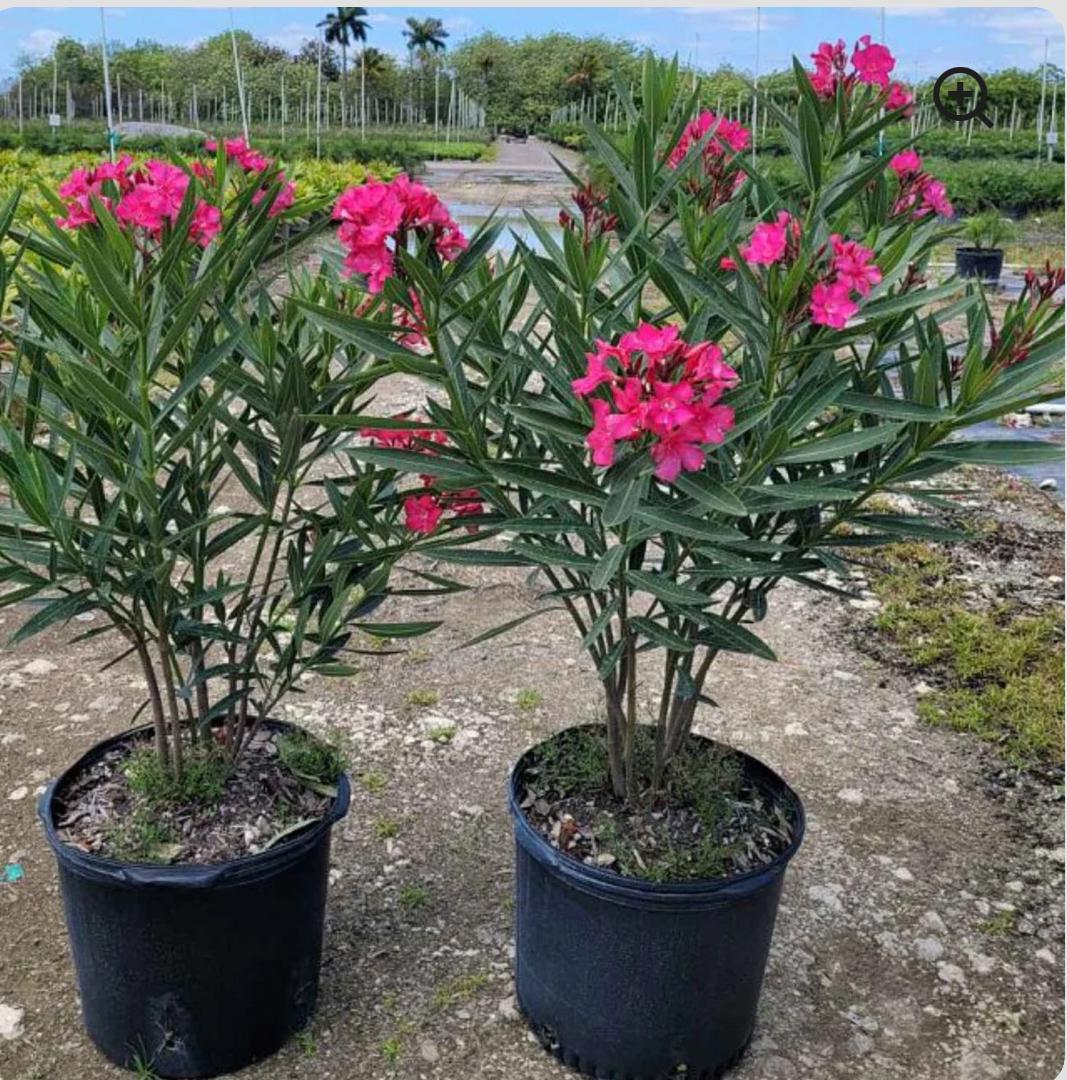 Pearlberry, Tearshrub – Vallesia Antillana