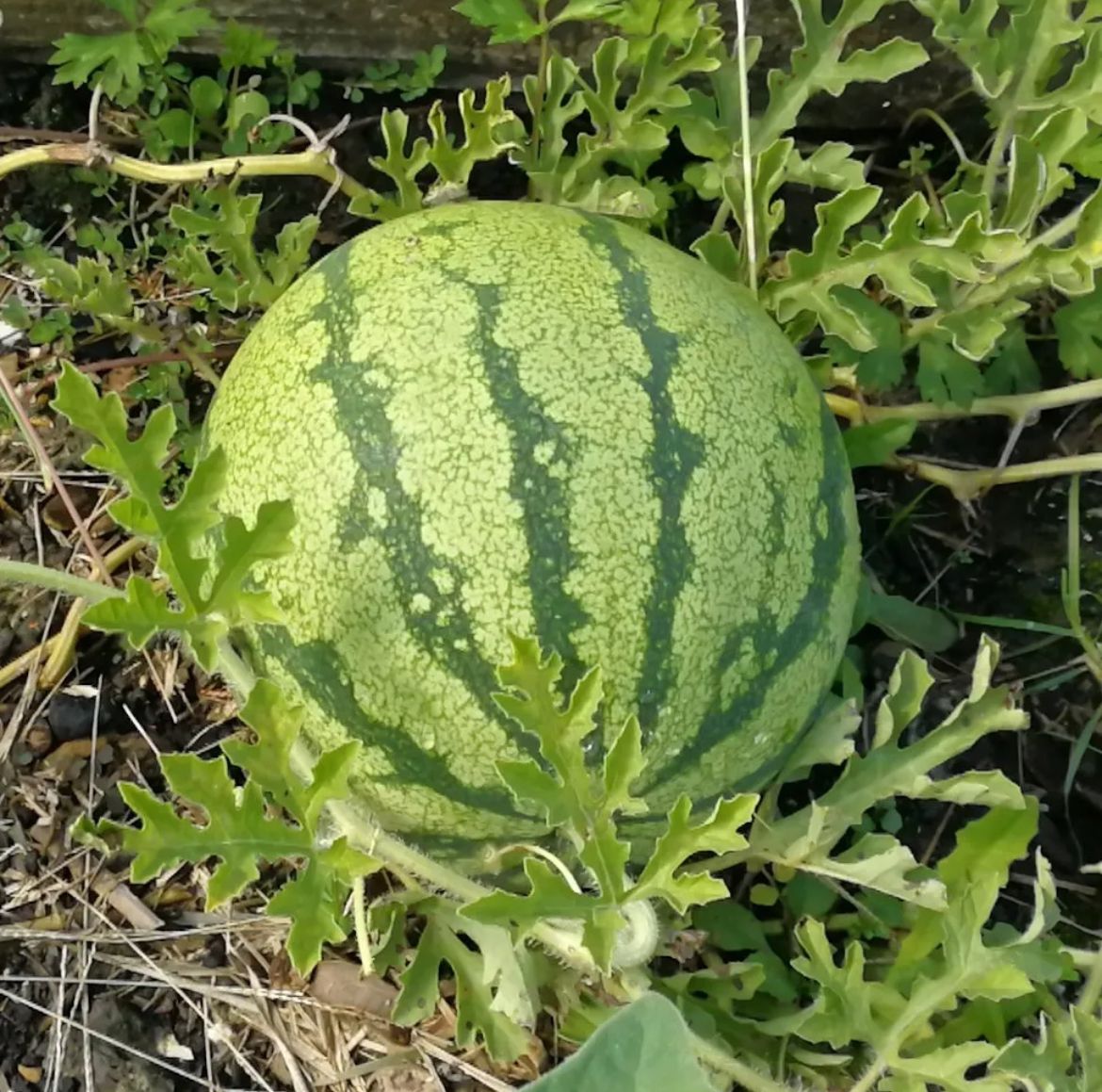 Peregrina – Jatropha Hastata ‘Watermelon’