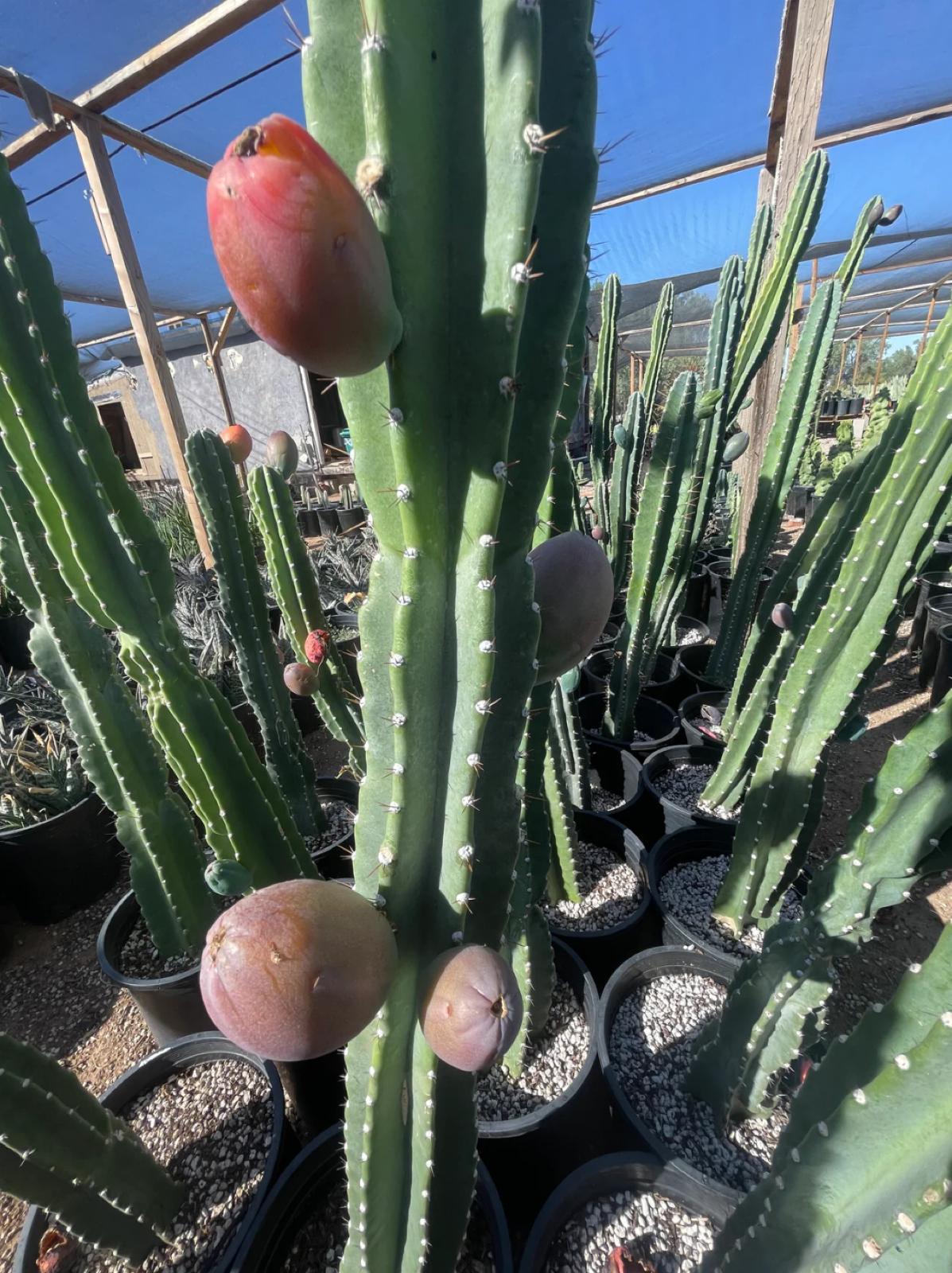 Peruvian Apple Cactus – Cereus Peruvianus