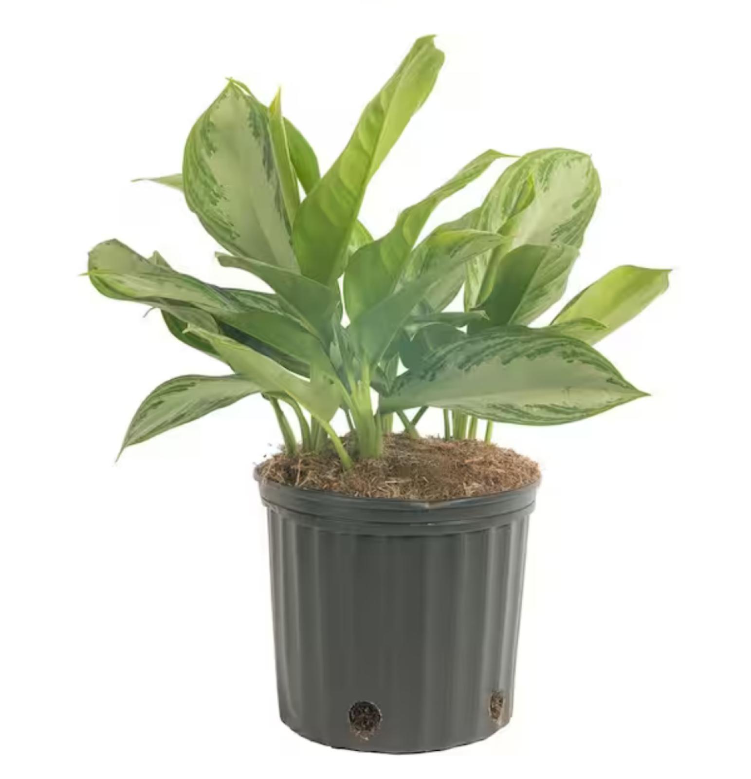 Philippine Evergreen – Aglaonema ‘B.J. Freeman’