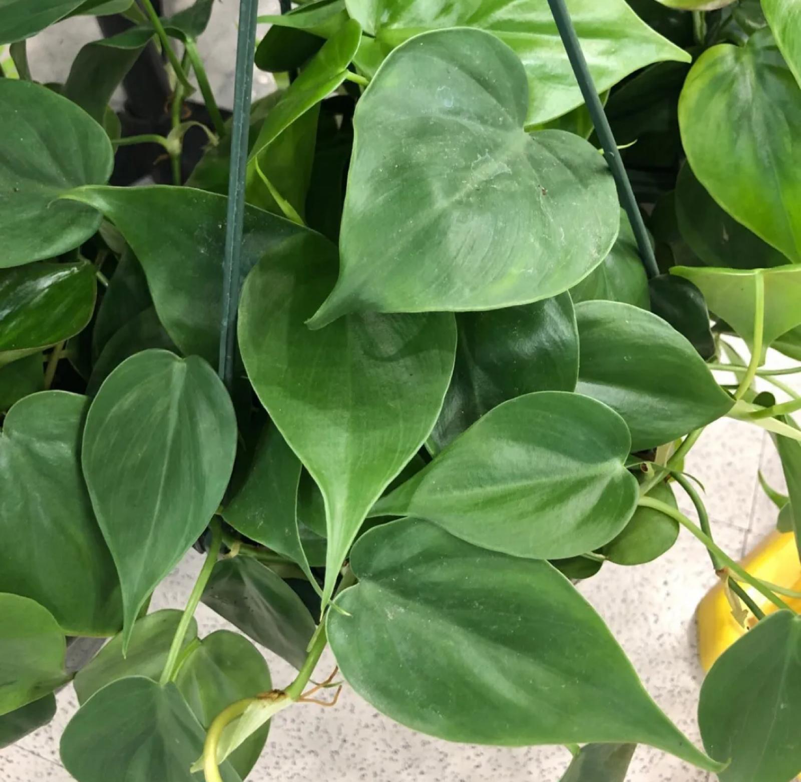 Philodendron Selloum – Philodendron Selloum ‘Selloum’
