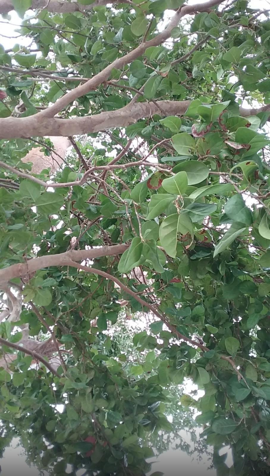 Pigeonplum, Tietongue – Coccoloba Diversifolia