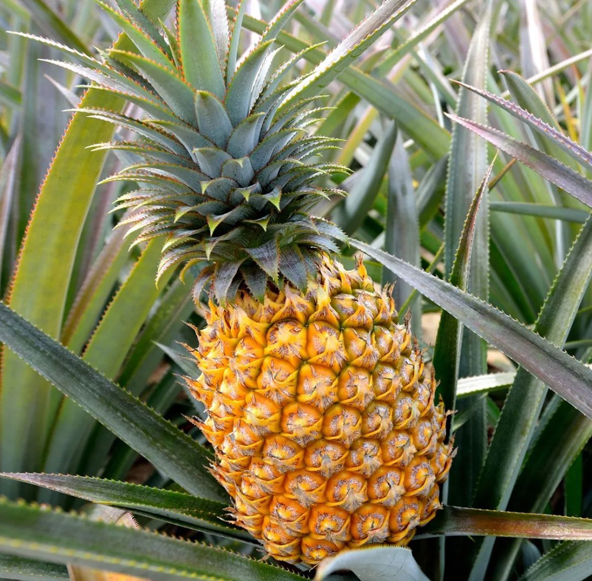 Pineapple – Ananas Comosus