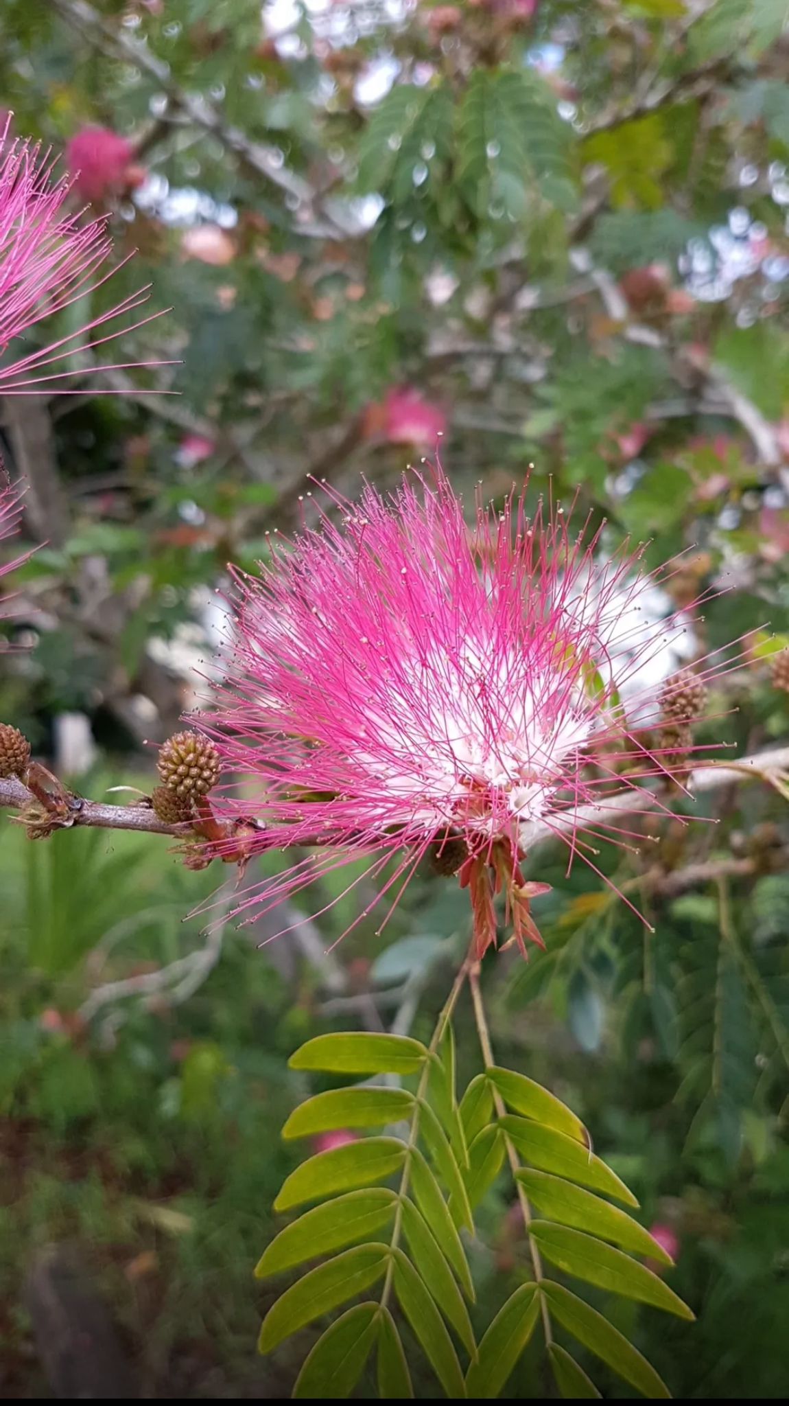 Pink Powderpuff – Calliandra Surinamensis