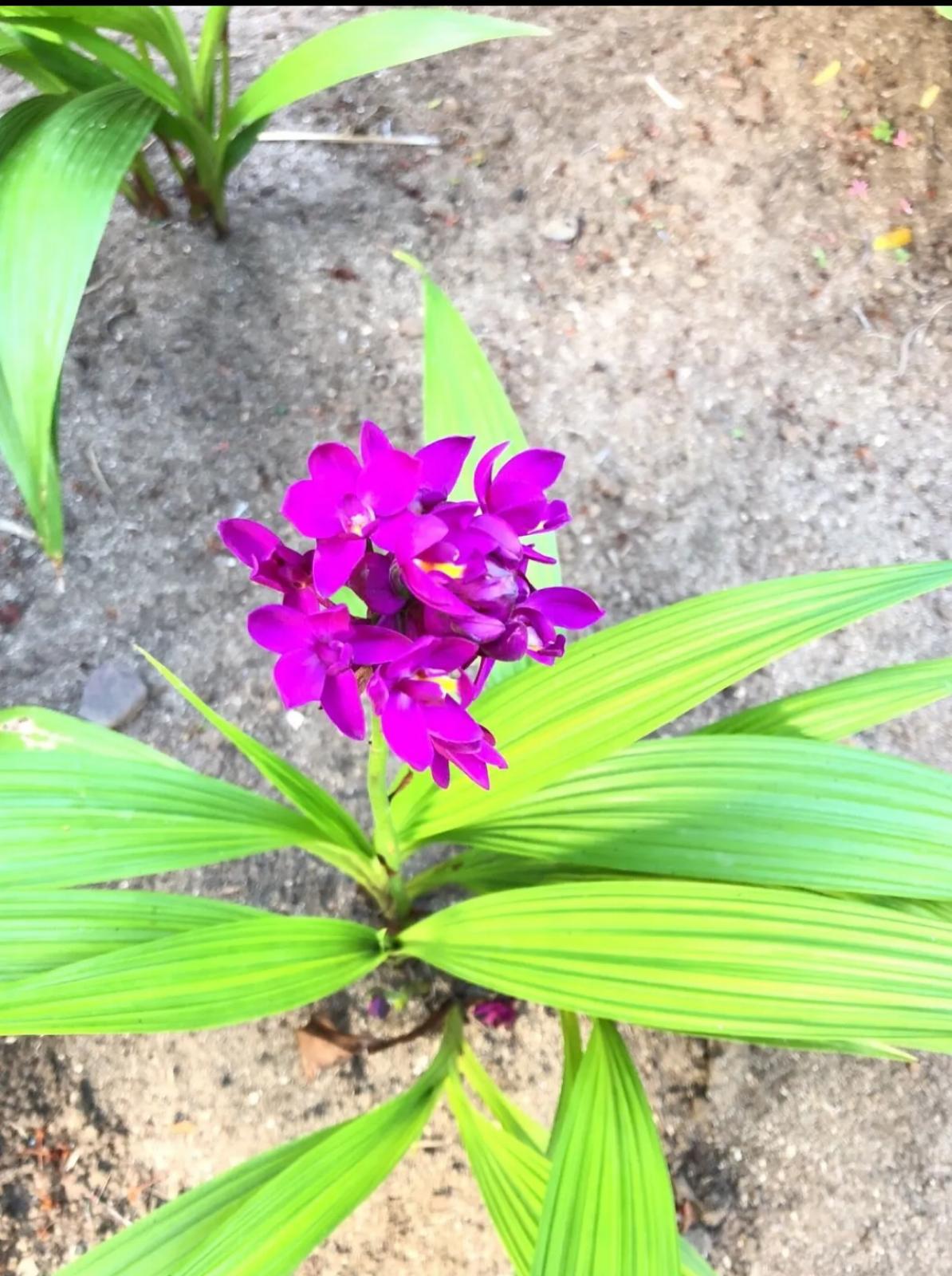 Purple Ground Orchid – Spathoglottis Plicata