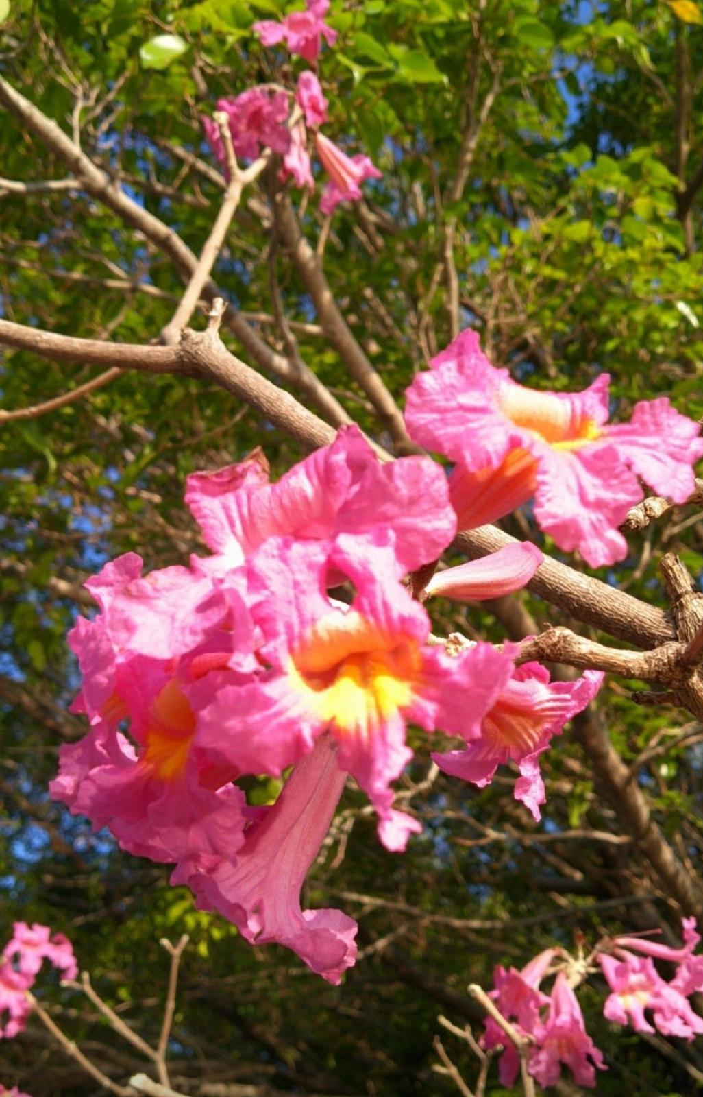 Purple Trumpet Tree – Tabebuia Impetiginosa