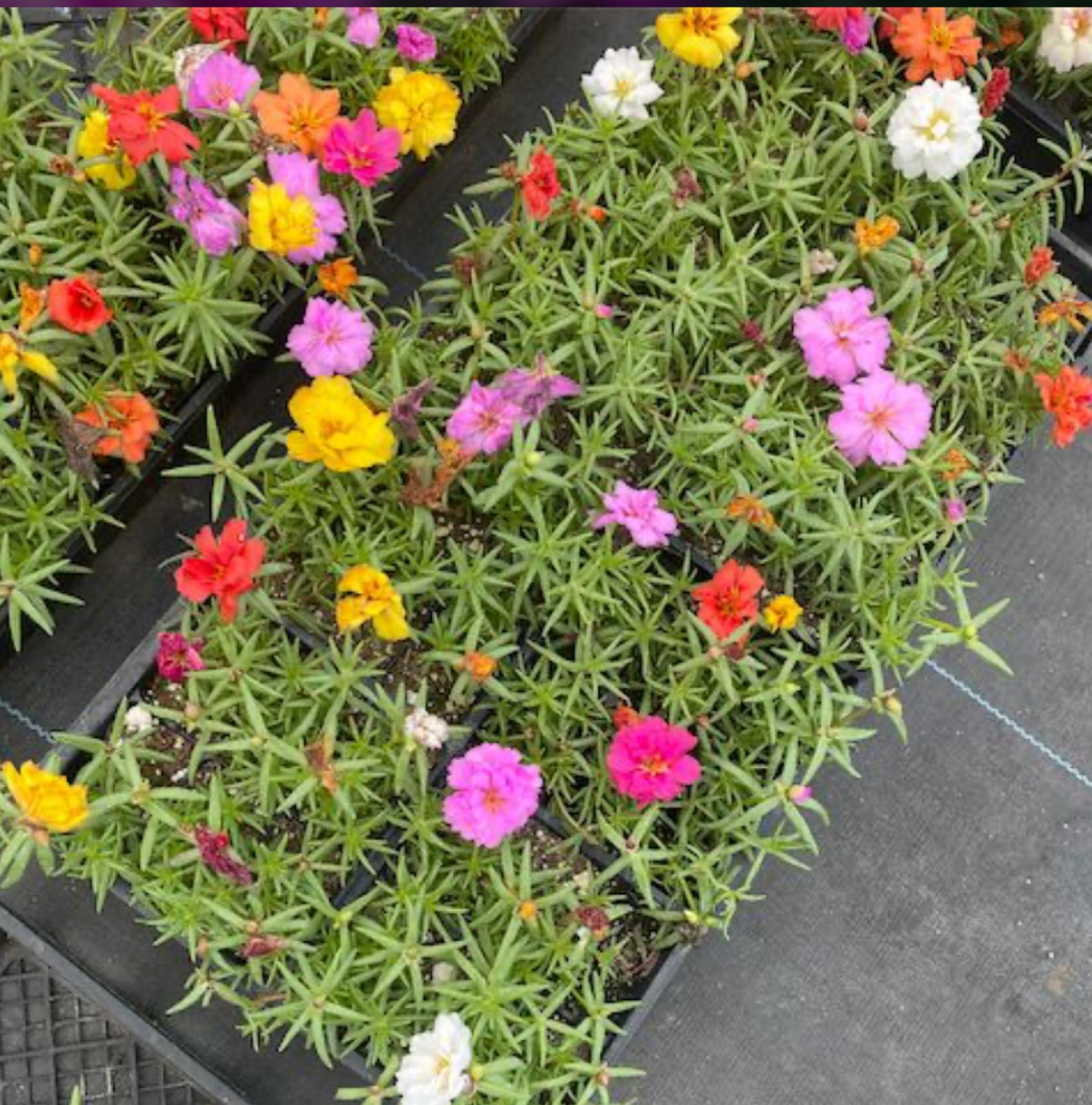 Purslane, Rose Moss – Portulaca