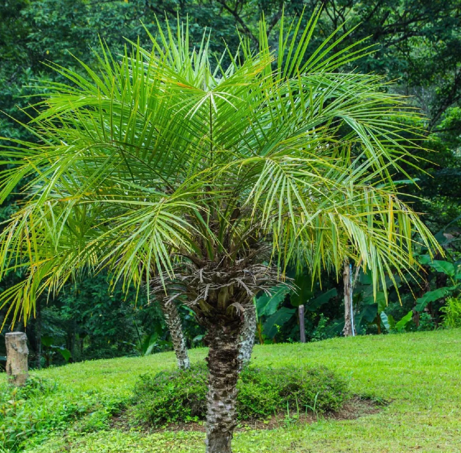 Pygmy Date Palm, Roebelenii Palm – Phoenix Roebelenii