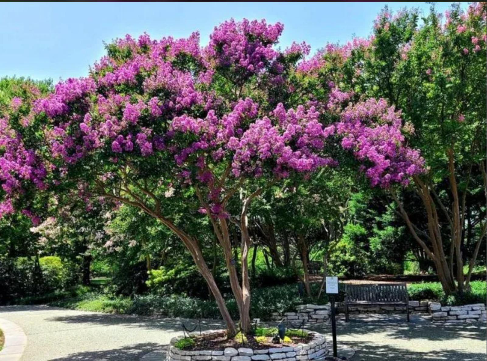 Queen Crape Myrtle, Pride Of India – Lagerstroemia Speciosa