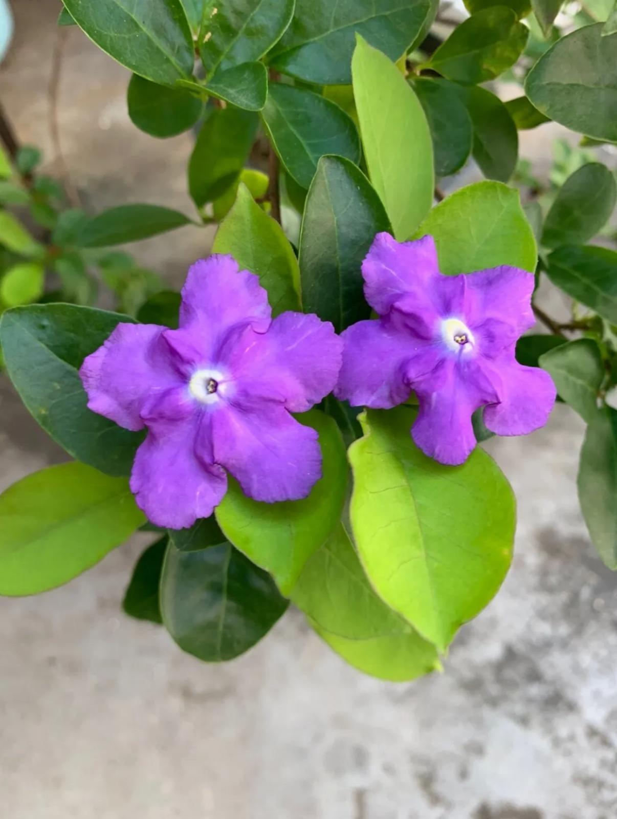 Raintree, Lady Of The Night – Brunfelsia Nitida