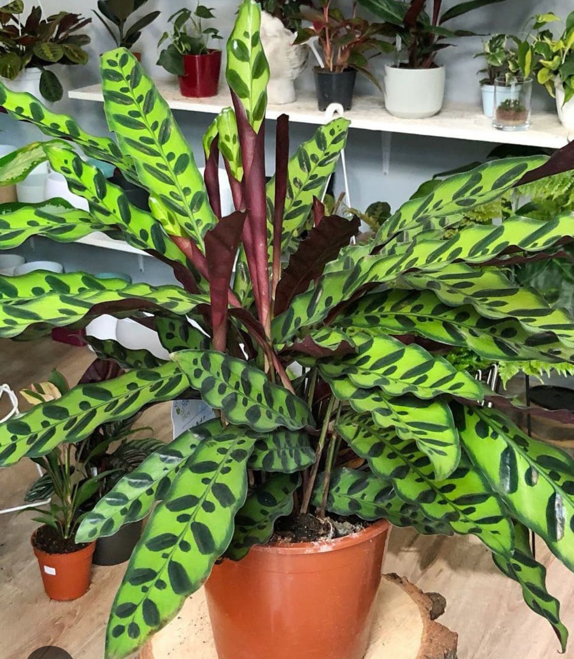 Rattlesnake Plant – Calathea Lancifolia