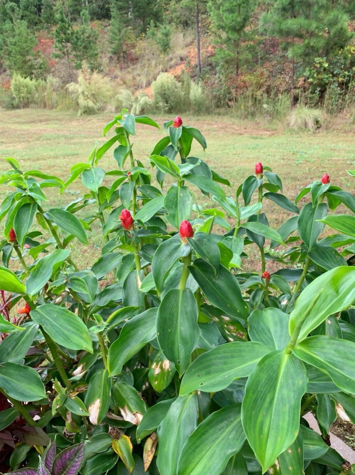 Red Button Ginger – Costus Woodsonii