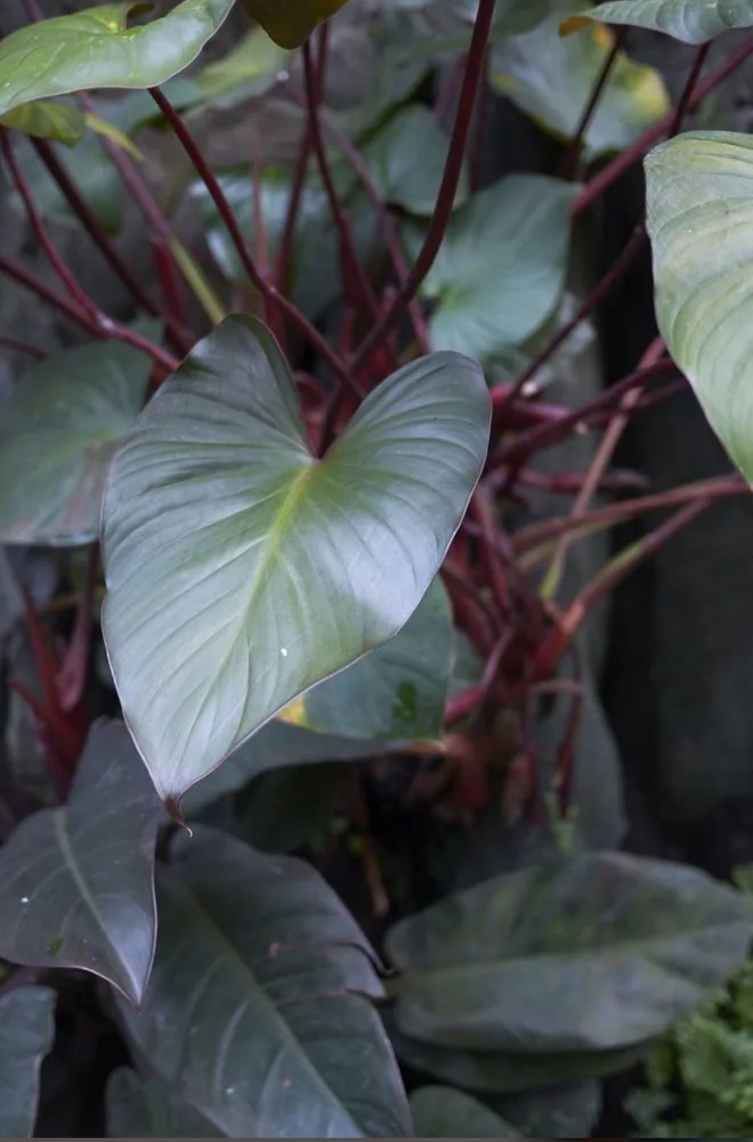 Red Congo Philodendron – Philodendron ‘Rojo Congo’