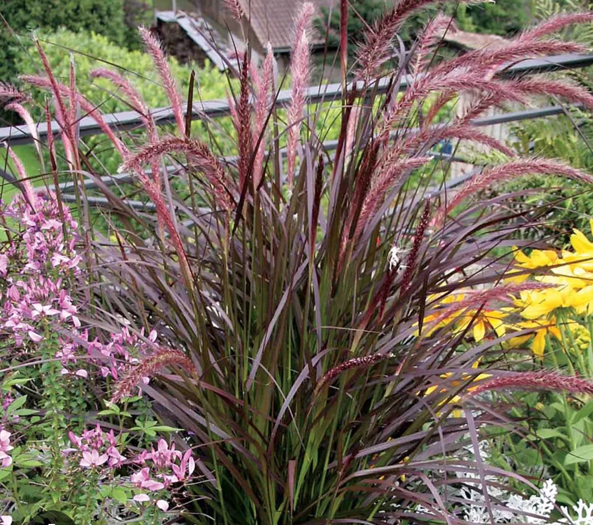 Red Fountain Grass – Pennisetum Setaceum Rubrum