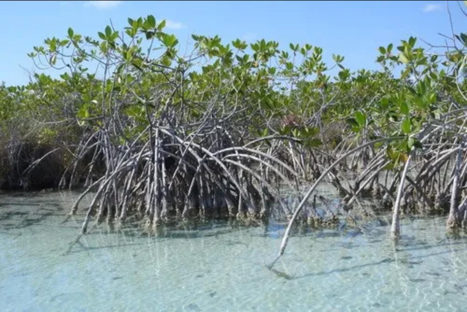 Red Mangrove – Rhizophora Mangle