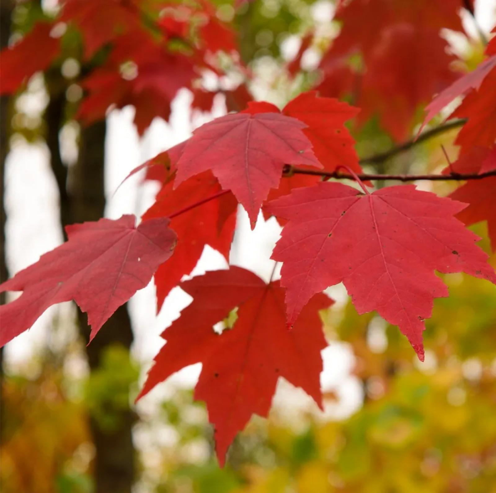 Red Maple – Acer Rubrum
