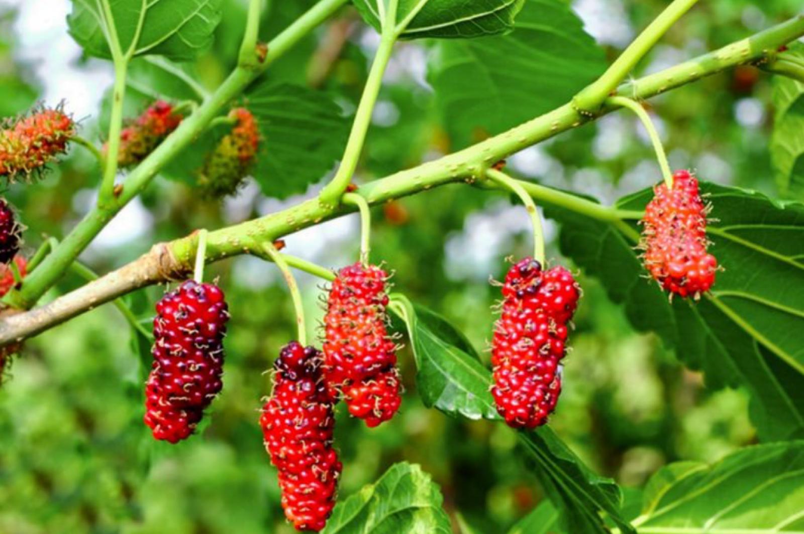 Red Mulberry – Morus Rubra