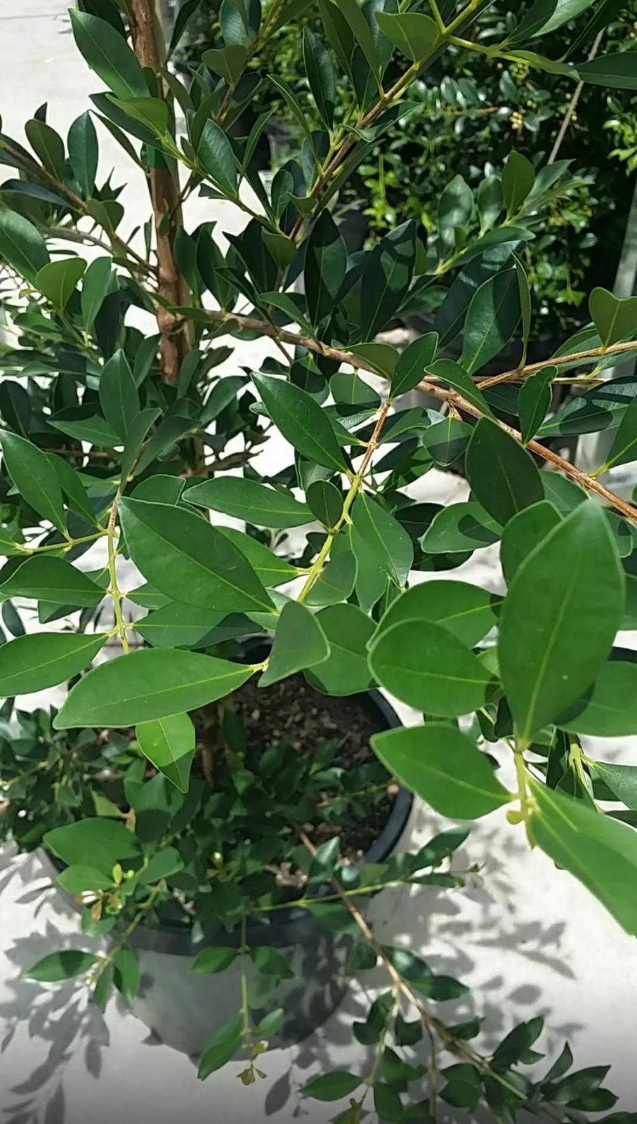 Red Stopper – Eugenia Rhombea