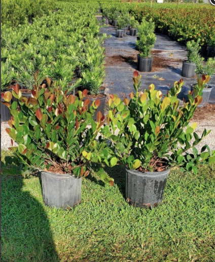 ‘Red Tip’ Cocoplum – Chrysobalanus Icaco ‘Red Tip’