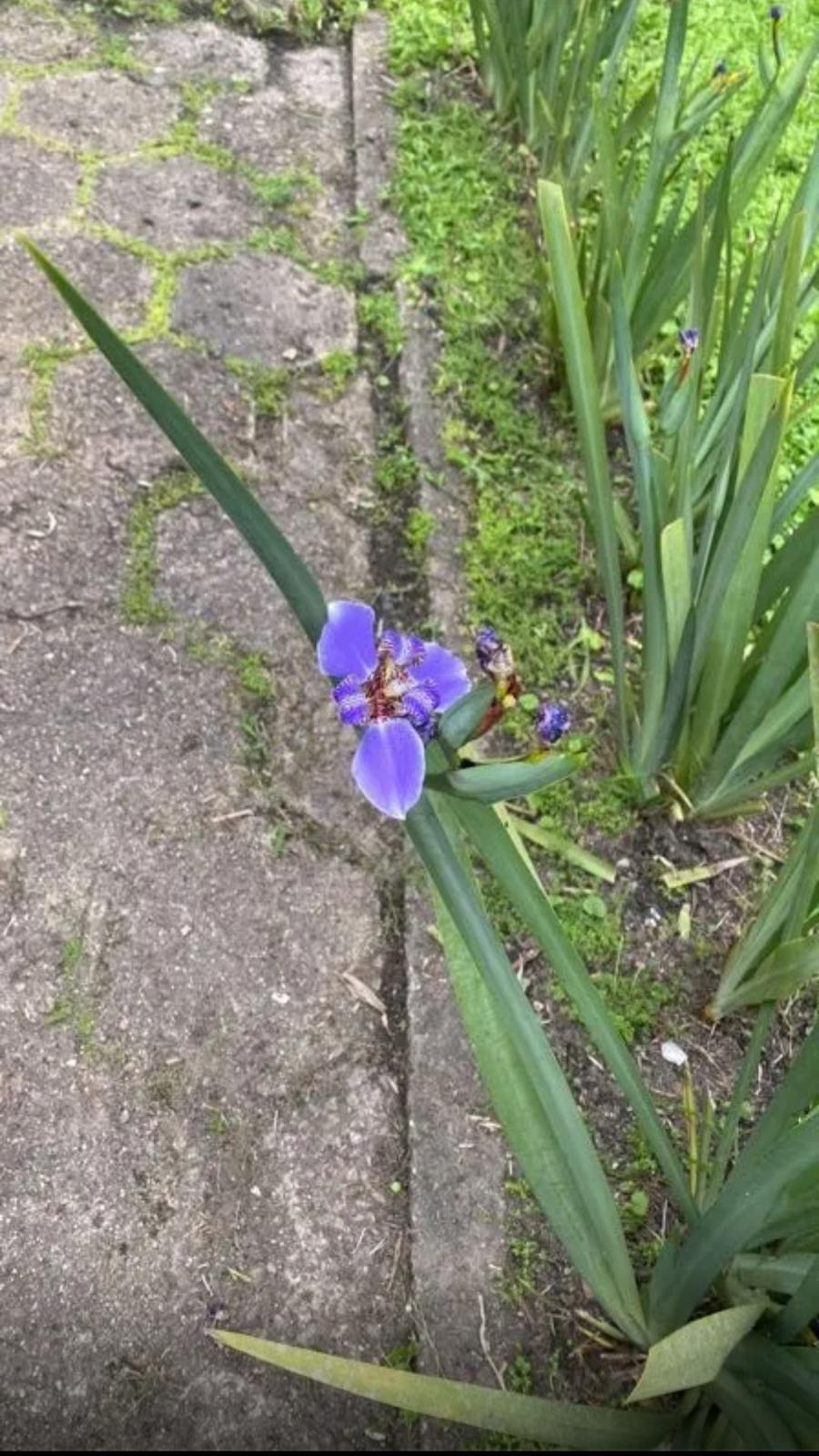 Regina Iris, Giant Apostle’s Iris – Neomarica Caerulea ‘Regina’