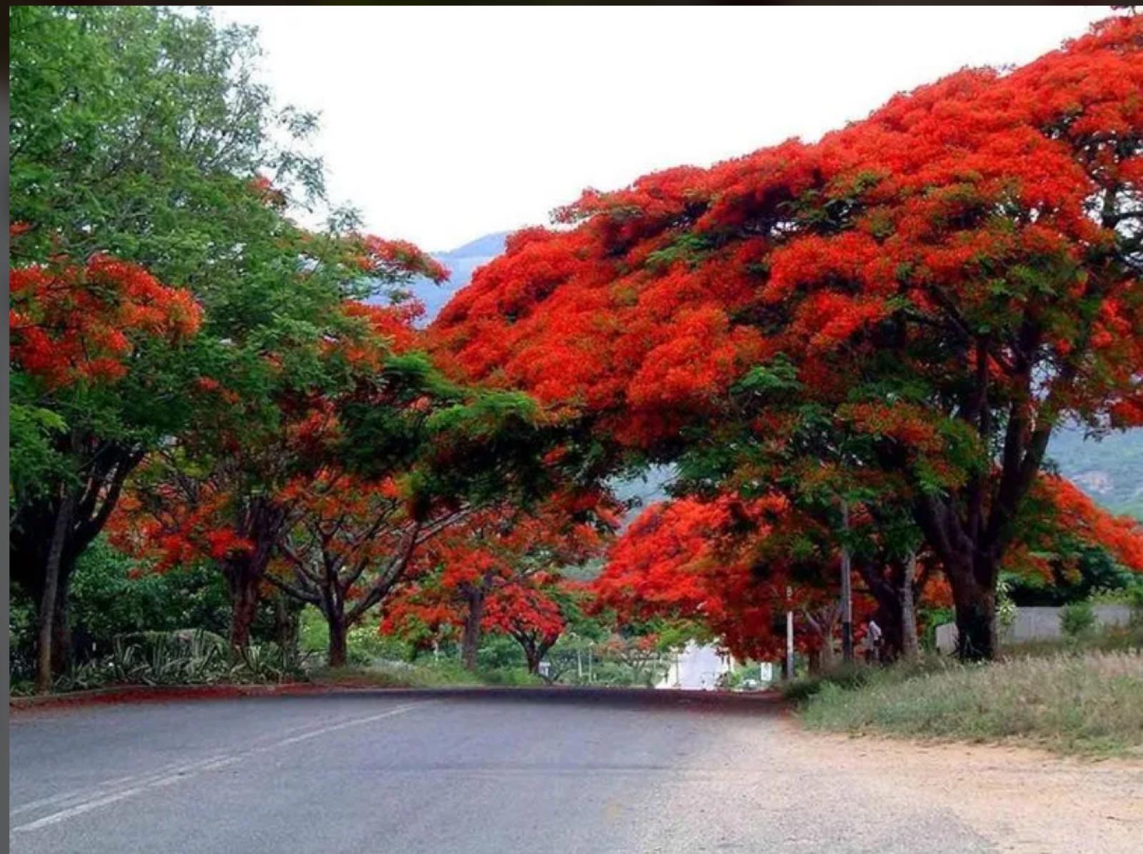 Royal Poinciana, Flamboyant Tree, Flame Tree – Delonix Regia