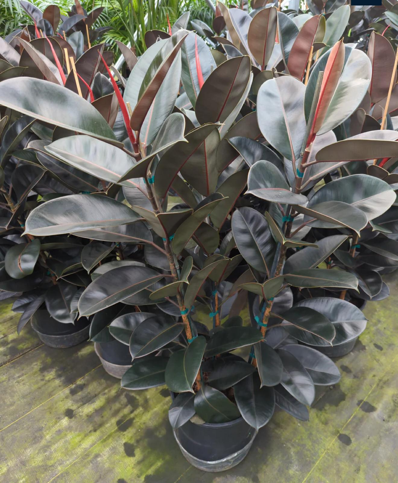 Rubber Plant, Indian Rubber Tree – Ficus Elastica ‘Burgundy’