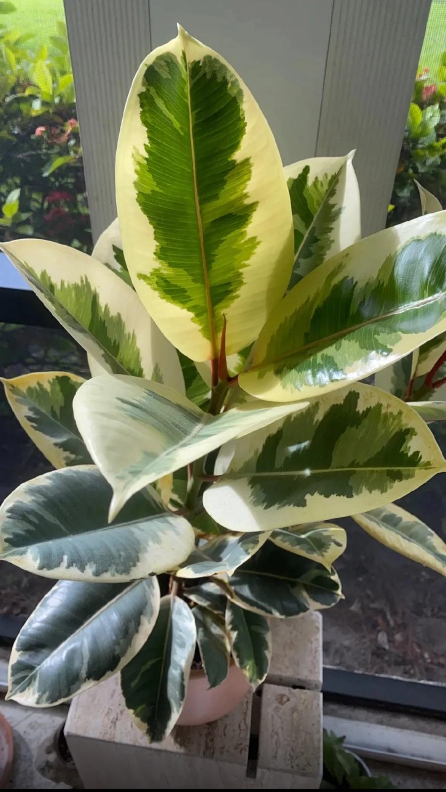 Rubber Plant, Indian Rubber Tree – Ficus Elastica ‘Tineke’
