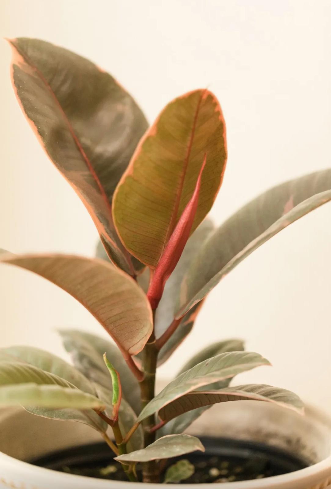 Rubber Plant – Ficus Elastica ‘Ruby’