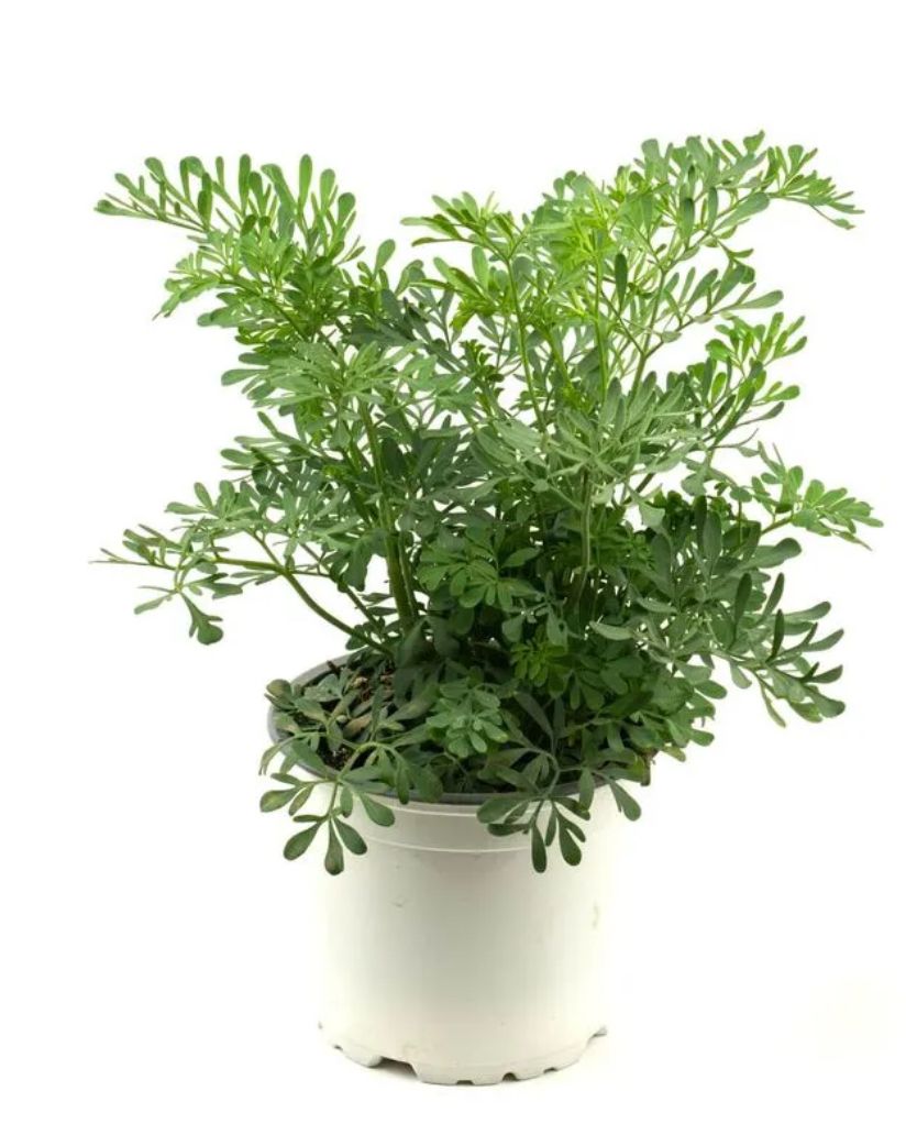 Ruda, Rue, Live Plant