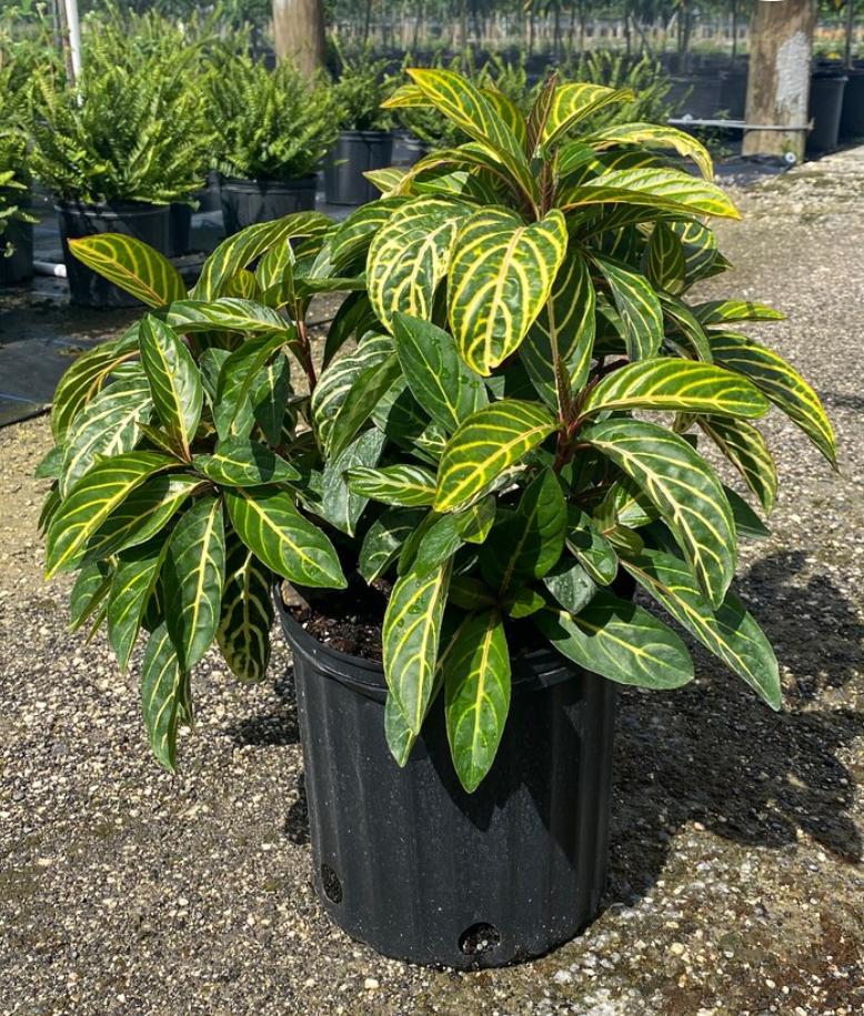 Sanchezia Speciosa – Sanchezia Speciosa